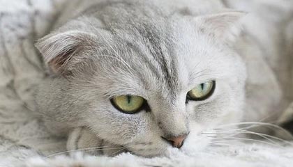 B sports_ MMA历史回顾：传奇格斗手的巅峰时刻，经典传奇格斗女王